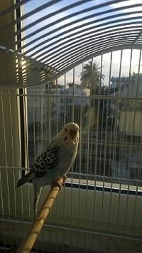 Ciccio